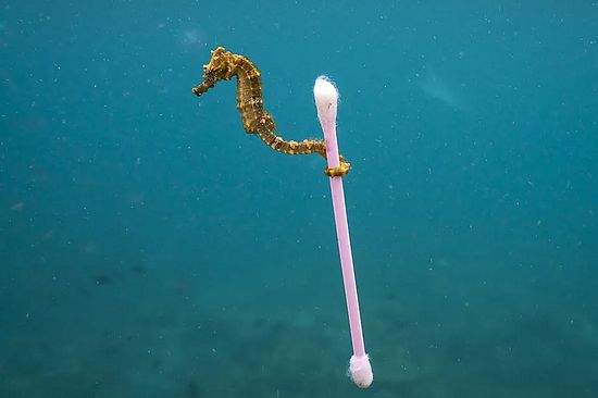 Seahorse holding a cotton swab