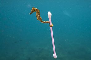 q tip Seahorse holding a cotton swab
