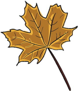Drawing of a brown maple leaf