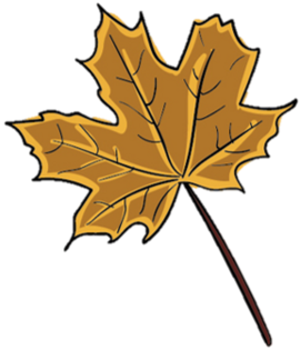 Drawing of a brown maple leaf