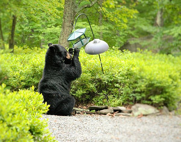 Bear hanging on bird feeder, attempting to eat the birdseed