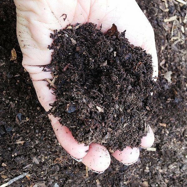 Finished dark brown compost in a light-skinned hand